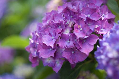 Объектив Гелиос 44М-4 для Micro 4/3 пример фото